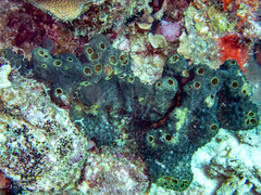 Smenospongia conulosa