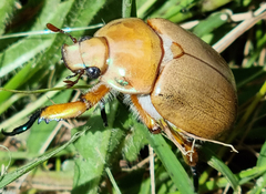 Anoplognathus montanus
