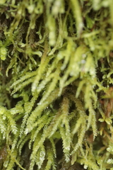 Eurhynchium angustirete