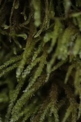 Eurhynchium angustirete