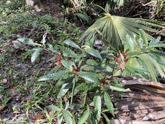 Psychotria tenuifolia