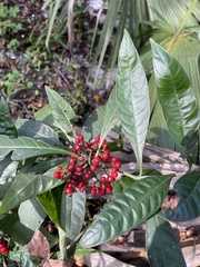 Psychotria tenuifolia