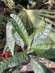 Psychotria tenuifolia