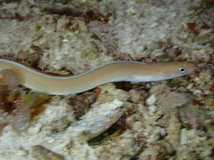 Gymnothorax albimarginatus