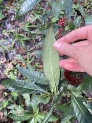 Psychotria tenuifolia