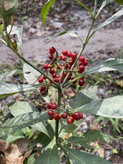 Psychotria tenuifolia