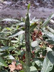 Psychotria tenuifolia