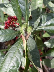 Psychotria tenuifolia