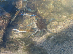 Callinectes sapidus