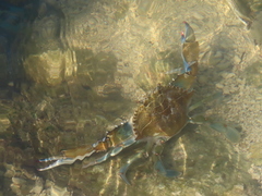 Callinectes sapidus