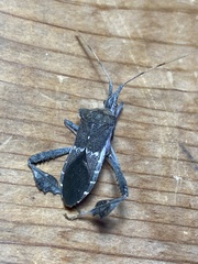 Leptoglossus zonatus