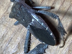 Leptoglossus zonatus
