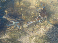 Callinectes sapidus