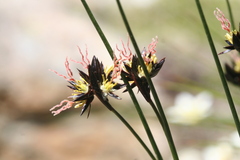Juncus jacquinii