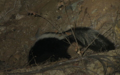 Mephitis mephitis holzneri