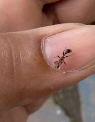Pseudomyrmex