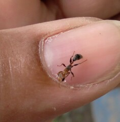 Pseudomyrmex