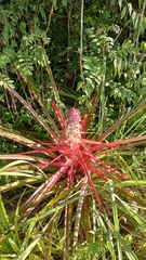 Bromelia balansae