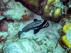 Eques punctatus