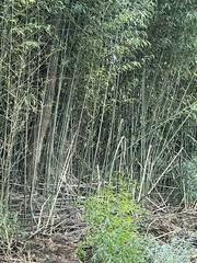 Bambusoideae