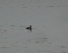 Somateria mollissima