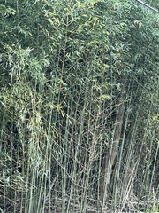 Bambusoideae