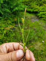 Carex crawei