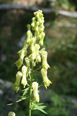 Aconitum lycoctonum