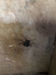 Phrynus operculatus