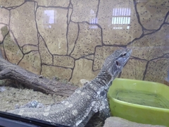 Varanus