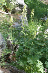 Aconitum lycoctonum