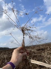 Rhynchospora corniculata