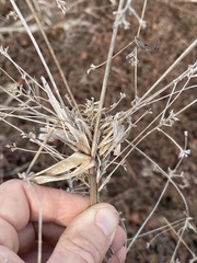 Rhynchospora corniculata