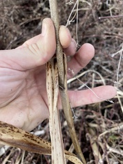 Rhynchospora corniculata