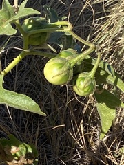 Solanum dimidiatum