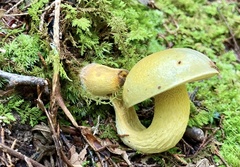 Retiboletus