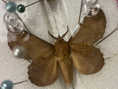 Gastropacha quercifolia