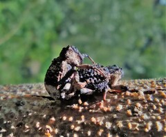 Cryptorhynchus lapathi