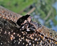 Cryptorhynchus lapathi