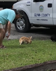 Oryctolagus cuniculus domesticus