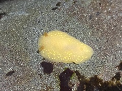 Cadlina modesta