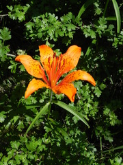 Lilium bulbiferum