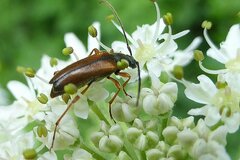 Alosterna tabacicolor
