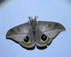 Automeris melanops