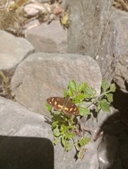 Telenassa berenice