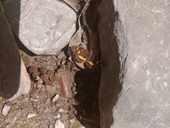 Telenassa berenice