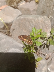 Telenassa berenice