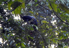 Anorrhinus galeritus