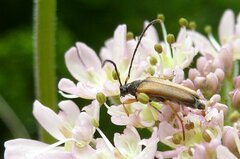 Alosterna tabacicolor