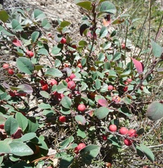 Cotoneaster